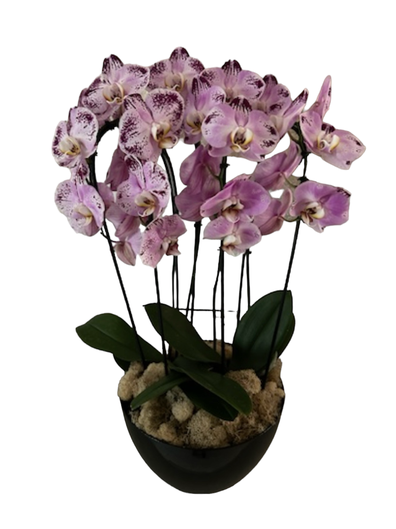Elegant Whisper Orchid Plant
