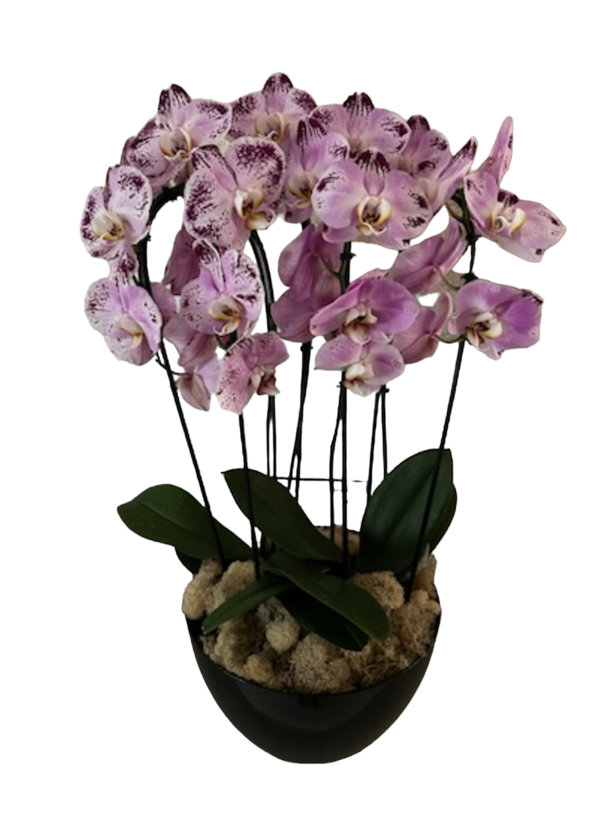 Orchid Arrangement