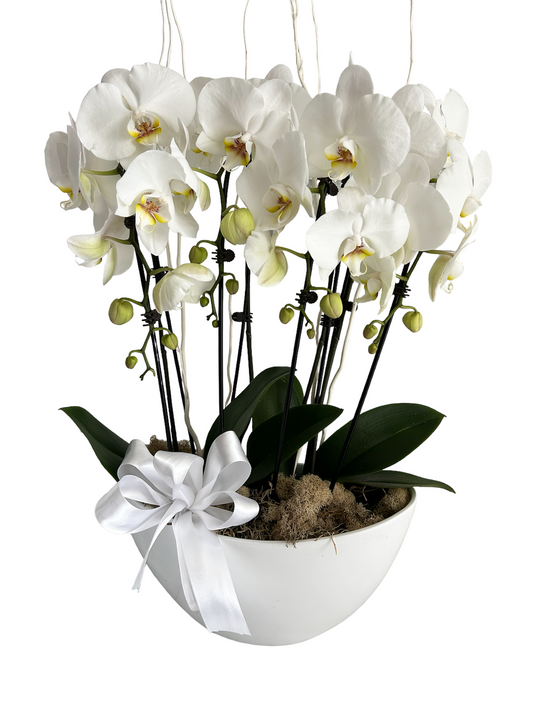 Elegant Whisper Orchid Plant